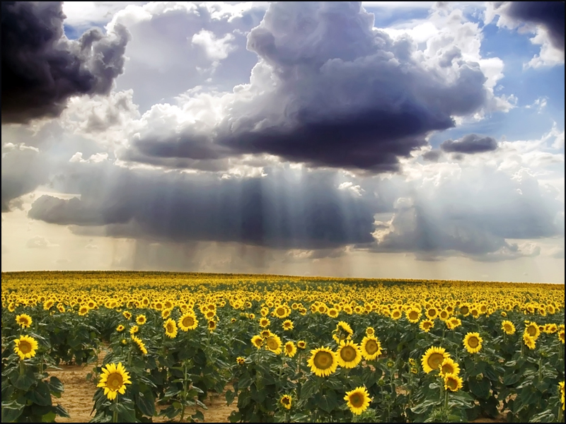 Arte: Girasoles (Haciendo) Arte